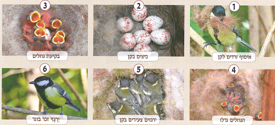 (בספר שלוש תמונות, היעזר במנחה)